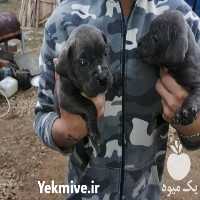 فروش سگ کن کورسو توله در تهران در گروه سگ و گربه _ نگهبان هاسکی ژرمن دوبرمن سرابی در یکمیوه