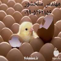 فروش تخم نطفه دار مرغ در ایلام در گروه انواع تخم ها - مرغ بوقلمون پرنده عمده کشاورزی در یکمیوه