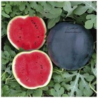 فروش بذر هندوانه شوگر بیبی در همدان در گروه خرید فروش بذر - انواع محصول کشاورزی گوجه کتان میوه درخت در یکمیوه