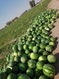 بذر هندوانه استارپلاس در ایلام در گروه خرید فروش بذر - انواع محصول کشاورزی گوجه کتان میوه درخت در یکمیوه