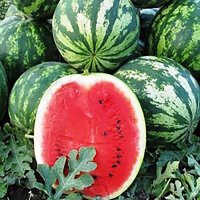 بذر هندوانه مونتانا در بروجرد در گروه خرید فروش بذر - انواع محصول کشاورزی گوجه کتان میوه درخت در یکمیوه