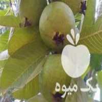 فروش نهال استوایی گواوا هندی در نوشهر در گروه خرید فروش نهال - انواع گردو پسته بادام سلطانی انگور در یکمیوه