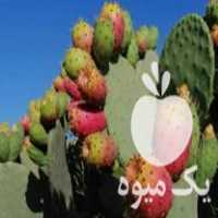 فروش نهال گلابی مالتا در آزادشهر در گروه خرید فروش نهال - انواع گردو پسته بادام سلطانی انگور در یکمیوه