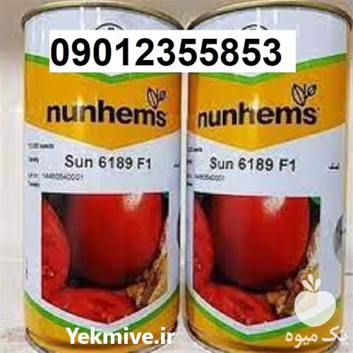 قیمت بذر گوجه فرنگی 6189 اصل در ایلام در گروه خرید فروش بذر - انواع محصول کشاورزی گوجه کتان میوه درخت در یکمیوه -عکس1