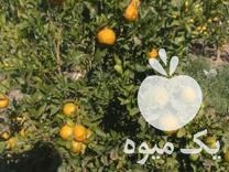 فروش انواع نهال مرکبات در جیرفت در گروه خرید فروش نهال - انواع گردو پسته بادام سلطانی انگور در یکمیوه -عکس1