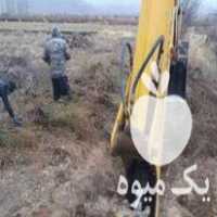 فروش نهال گل محمدی در اصفهان در گروه خرید فروش نهال - انواع گردو پسته بادام سلطانی انگور در یکمیوه