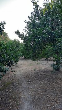 آگهی مشابه فروش زمین 600 متری تنکابن در خرم آباد در گروه باغ و باغچه - کشاورزی باغبانی میوه خرید فروش در یکمیوه