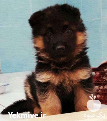 فروش توله سگ ژرمن استاندارد در کرج در گروه سگ و گربه _ نگهبان هاسکی ژرمن دوبرمن سرابی در یکمیوه -عکس1