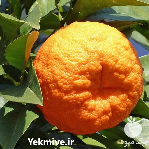 فروش درخت نارنج گلدانی در کرمان  در گروه خرید فروش نهال - انواع گردو پسته بادام سلطانی انگور در یکمیوه -عکس1