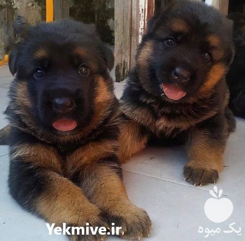فروش توله سگ ژرمن شپرد 53 روزه در کرج در گروه سگ و گربه _ نگهبان هاسکی ژرمن دوبرمن سرابی در یکمیوه -عکس1