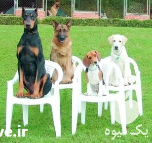 فروش آموزش انواع نژادهای سگ در گروه سگ و گربه در یکمیوه -عکس1