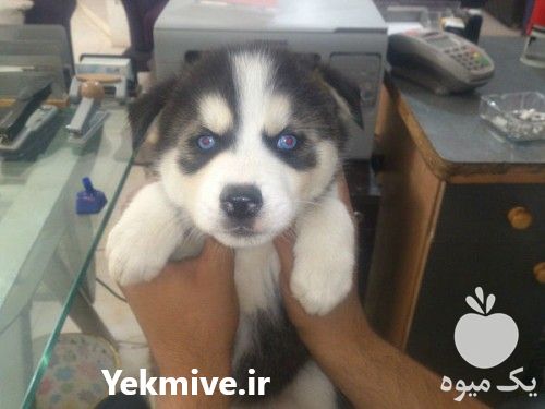 فروش سگ توله هاسکی سفید مشکی در کرج در گروه سگ و گربه _ نگهبان هاسکی ژرمن دوبرمن سرابی در یکمیوه -عکس1