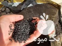 فروش بذر پیاز سفید محلی در ساری در گروه خرید فروش عمده پیاز - قرمز سفید زرد ترشی تازه انباری در یکمیوه -عکس1