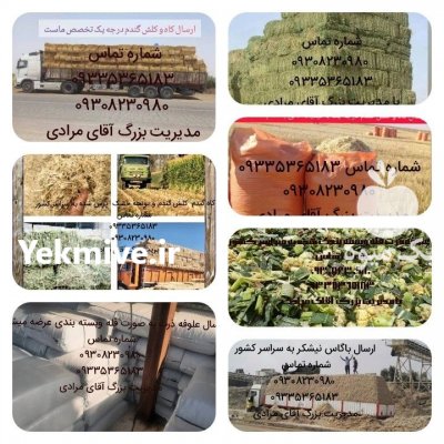 فروش محصولات دامی (کاه نیشکر) در اهواز در گروه خوراک دام و طیور - پرواری شیری علوفه یونجه در یکمیوه -عکس1