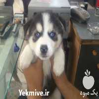 فروش سگ توله هاسکی سفید مشکی در کرج در گروه سگ و گربه _ نگهبان هاسکی ژرمن دوبرمن سرابی در یکمیوه