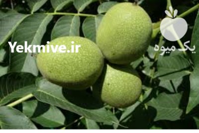 فروش ویژه نهال گردو در اردبیل در گروه خرید فروش نهال - انواع گردو پسته بادام سلطانی انگور در یکمیوه