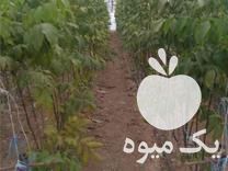 فروش نهال انگور گردو در قزوین در گروه خرید فروش نهال - انواع گردو پسته بادام سلطانی انگور در یکمیوه -عکس1