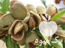 فروش ارقام نهال بادام دوساله در همدان در گروه خرید فروش نهال - انواع گردو پسته بادام سلطانی انگور در یکمیوه -عکس1