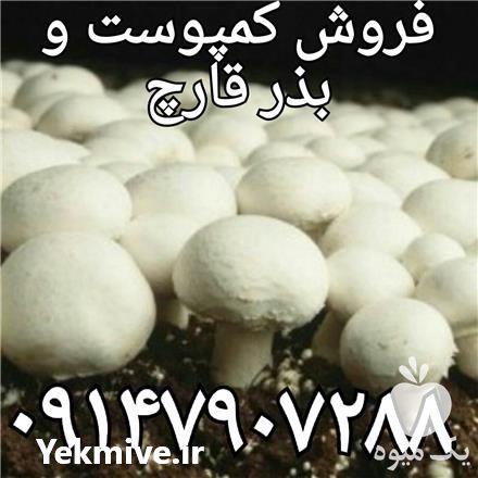 پرورش قارچ کمپوست آماده بذر قارچ در ارومیه در گروه خرید فروش بذر - انواع محصول کشاورزی گوجه کتان میوه درخت در یکمیوه -عکس1
