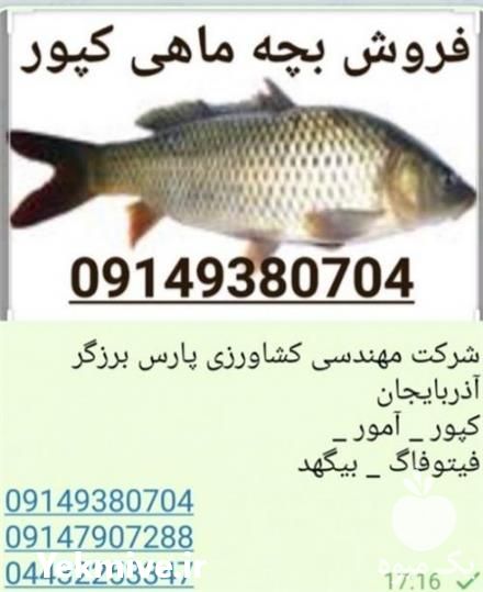 فروش بچه ماهی گرمابی کپور در ارومیه در گروه ماهی کپور - ماهیان معمولی علف خوار پرورشی خرید و فروش در یکمیوه -عکس1