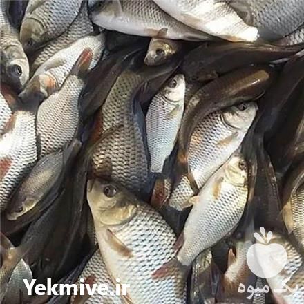 فروش بچه ماهی کپور در شهریار در گروه ماهی کپور - ماهیان معمولی علف خوار پرورشی خرید و فروش در یکمیوه -عکس1