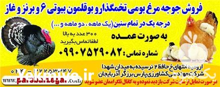 فروش جوجه بوقلمون و جوجه اردک در ارومیه در گروه مرغ و خروس و بوقلمون و اردک قو قاز در یکمیوه -عکس1