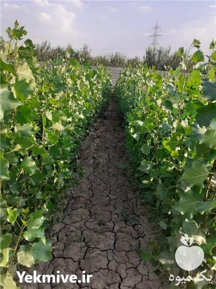 فروش نهال صنوبر نگرا ترکیه در نهالستان امید سبز  در گروه خرید فروش نهال - انواع گردو پسته بادام سلطانی انگور در یکمیوه -عکس1