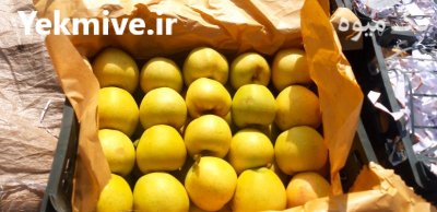 فروش ده تن سیب در ارومیه در گروه خرید فروش عمده سیب - زرد و قرمز گلاب پاییزه در یکمیوه -عکس3