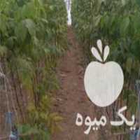 فروش نهال انگور گردو در قزوین در گروه خرید فروش نهال - انواع گردو پسته بادام سلطانی انگور در یکمیوه