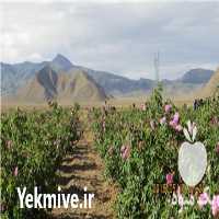 فروش نهال گل محمدی کاشان در اصفهان در گروه خرید فروش نهال - انواع گردو پسته بادام سلطانی انگور در یکمیوه