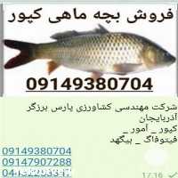 فروش بچه ماهی گرمابی کپور در ارومیه در گروه ماهی کپور - ماهیان معمولی علف خوار پرورشی خرید و فروش در یکمیوه