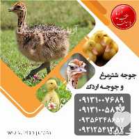 فروش جوجه شترمرغ در سال 1401 در اصفهان در گروه مرغ و خروس و بوقلمون و اردک قو قاز در یکمیوه
