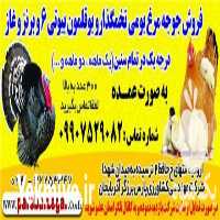 فروش جوجه بوقلمون و جوجه اردک در ارومیه در گروه مرغ و خروس و بوقلمون و اردک قو قاز در یکمیوه