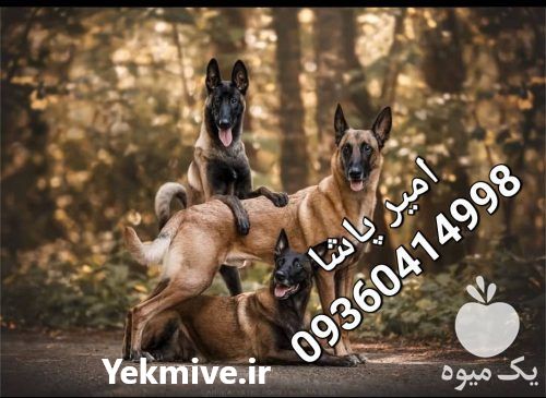 فروش سگ مالینویز بالغ و توله در کرج در گروه سگ و گربه _ نگهبان هاسکی ژرمن دوبرمن سرابی در یکمیوه -عکس1