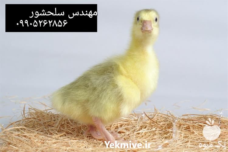 فروش جوجه غاز در یزد در گروه مرغ و خروس و بوقلمون و اردک قو قاز در یکمیوه -عکس1