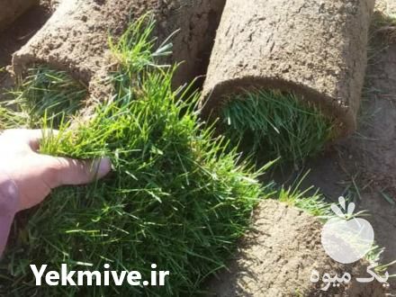 فروش چمن رول طبیعی و مصنوعی در رباط کریم در گروه خرید فروش عمده سایر محصولات زراعی سر زمین در یکمیوه -عکس1