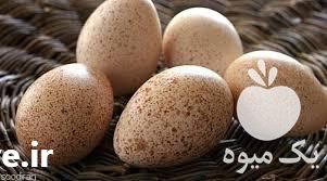 فروش تخم بوقلمون در تهران در گروه انواع تخم ها - مرغ بوقلمون پرنده عمده کشاورزی در یکمیوه -عکس1