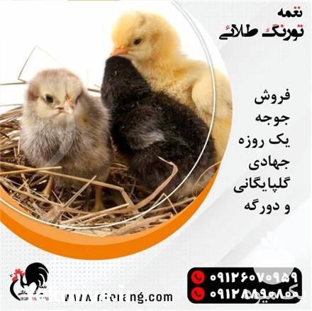فروش جوجه مرغ بومی رنگی در تهران در گروه مرغ و خروس و بوقلمون و اردک قو قاز در یکمیوه -عکس1