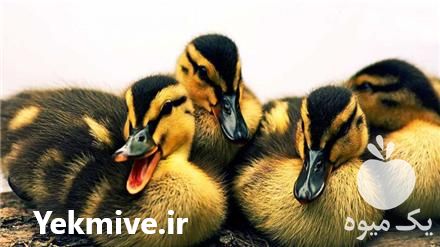 فروش جوجه اردک و فروش نیمچه مرغ بومی در تهران در گروه مرغ و خروس و بوقلمون و اردک قو قاز در یکمیوه -عکس1