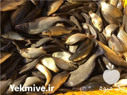 فروش بچه ماهی کپور در مشهد در گروه ماهی کپور - ماهیان معمولی علف خوار پرورشی خرید و فروش در یکمیوه -عکس1