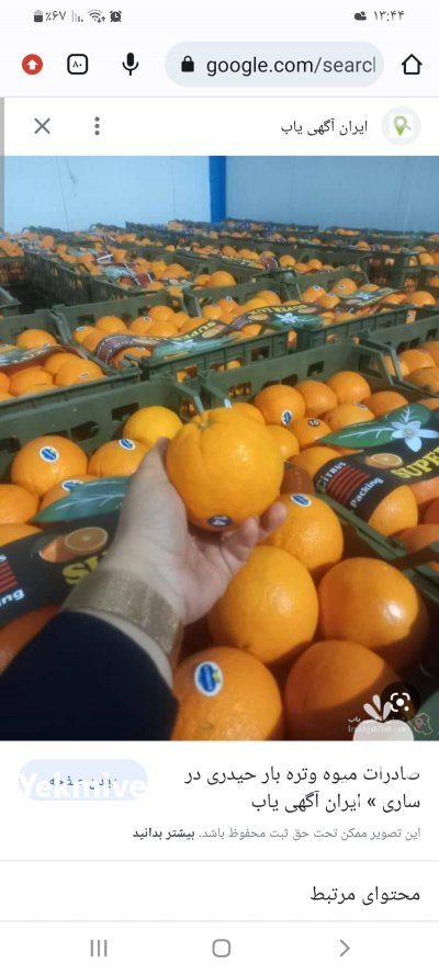 پرتقال صادراتی در ساری در گروه خرید فروش عمده پرتقال - پرتقال رسمی تامسون خونی جنوب در یکمیوه -عکس2
