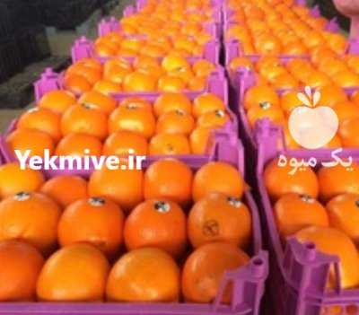 پرتقال صادراتی در ساری در گروه خرید فروش عمده پرتقال - پرتقال رسمی تامسون خونی جنوب در یکمیوه -عکس1