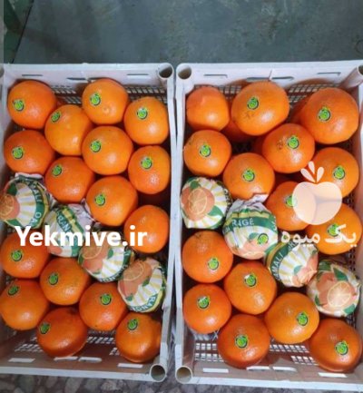 پرتقال صادراتی در ساری در گروه خرید فروش عمده پرتقال - پرتقال رسمی تامسون خونی جنوب در یکمیوه -عکس3
