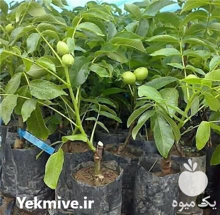 فروش انواع نهال رویشی در تهران در گروه خرید فروش نهال - انواع گردو پسته بادام سلطانی انگور در یکمیوه -عکس1