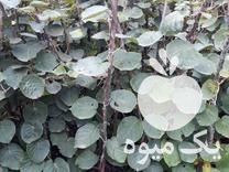 فروش نهال کیوی خونی و معمولی در تنکابن در گروه خرید فروش نهال - انواع گردو پسته بادام سلطانی انگور در یکمیوه -عکس1