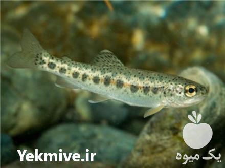 فروش بچه ماهی قزل آلا در تهران در گروه ماهی قزل آلا - سالمون خال قرمز خرید و فروش دریا پرورشی در یکمیوه -عکس1