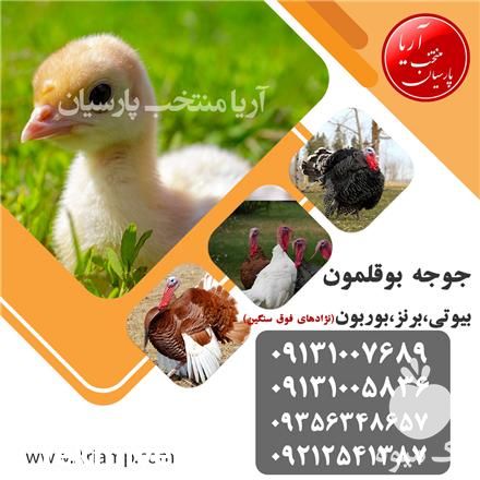 فروش انواع جوجه بوقلمون بیوتی در اصفهان در گروه مرغ و خروس و بوقلمون و اردک قو قاز در یکمیوه -عکس1