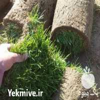 فروش چمن رول طبیعی و مصنوعی در رباط کریم در گروه خرید فروش عمده سایر محصولات زراعی سر زمین در یکمیوه