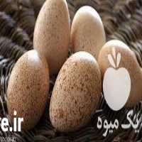 فروش تخم بوقلمون در تهران در گروه انواع تخم ها - مرغ بوقلمون پرنده عمده کشاورزی در یکمیوه