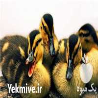 فروش جوجه اردک و فروش نیمچه مرغ بومی در تهران در گروه مرغ و خروس و بوقلمون و اردک قو قاز در یکمیوه